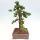 Vonkajší bonsai - Taxus cuspidata - Tis japonský - 2/6