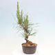 Vonkajší bonsai - Pinus thunbergii - Borovica thunbergova - 2/4