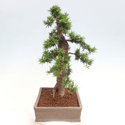 Vonkajší bonsai - Taxus cuspidata - Tis japonský - 2