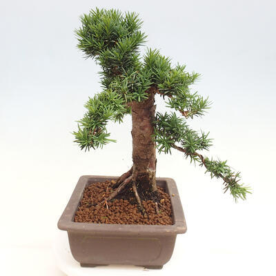 Vonkajší bonsai - Taxus cuspidata - Tis japonský - 2