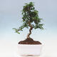 Izbová bonsai - Carmona macrophylla - Čaj fuki - 2/7