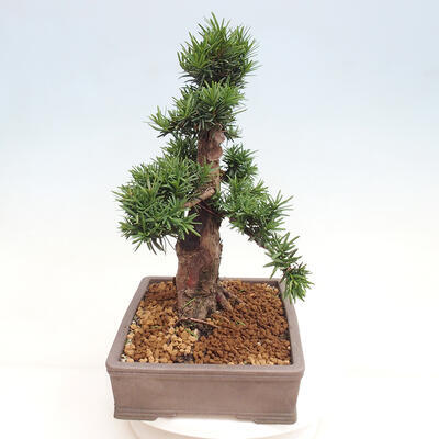 Vonkajší bonsai - Taxus cuspidata - Tis japonský - 2