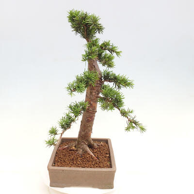 Vonkajší bonsai - Taxus cuspidata - Tis japonský - 2