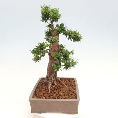 Vonkajší bonsai - Taxus cuspidata - Tis japonský - 2