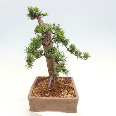 Vonkajší bonsai - Taxus cuspidata - Tis japonský - 2