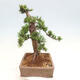 Vonkajší bonsai - Taxus cuspidata - Tis japonský - 2/6