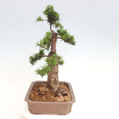 Vonkajší bonsai - Taxus cuspidata - Tis japonský - 2