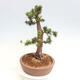 Vonkajší bonsai - Taxus cuspidata - Tis japonský - 2/6