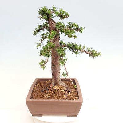 Vonkajší bonsai - Taxus cuspidata - Tis japonský - 2