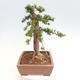 Vonkajší bonsai - Taxus cuspidata - Tis japonský - 2/6