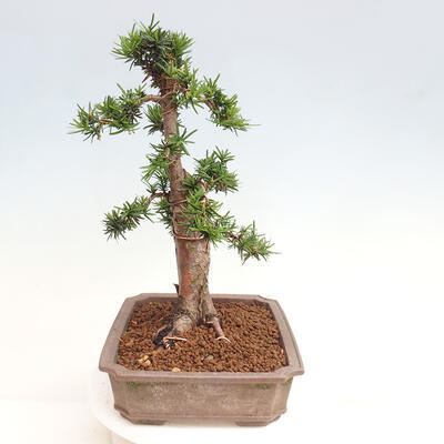 Vonkajší bonsai - Taxus cuspidata - Tis japonský - 2