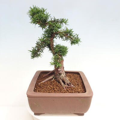 Vonkajší bonsai - Taxus cuspidata - Tis japonský - 2