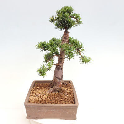 Vonkajší bonsai - Taxus cuspidata - Tis japonský - 2