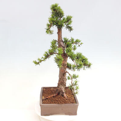 Vonkajší bonsai - Taxus cuspidata - Tis japonský - 2