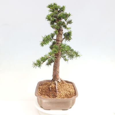 Vonkajší bonsai - Taxus cuspidata - Tis japonský - 2