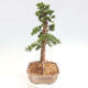 Vonkajší bonsai - Taxus cuspidata - Tis japonský - 2/6