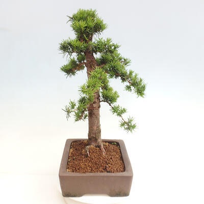 Vonkajší bonsai - Taxus cuspidata - Tis japonský - 2