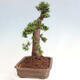 Vonkajší bonsai - Taxus cuspidata - Tis japonský - 2/6