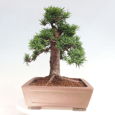 Vonkajší bonsai - Taxus cuspidata - Tis japonský - 2