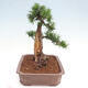 Vonkajší bonsai - Taxus cuspidata - Tis japonský - 2/6