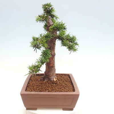 Vonkajší bonsai - Taxus cuspidata - Tis japonský - 2