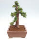 Vonkajší bonsai - Taxus cuspidata - Tis japonský - 2/6