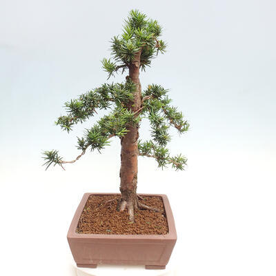 Vonkajší bonsai - Taxus cuspidata - Tis japonský - 2