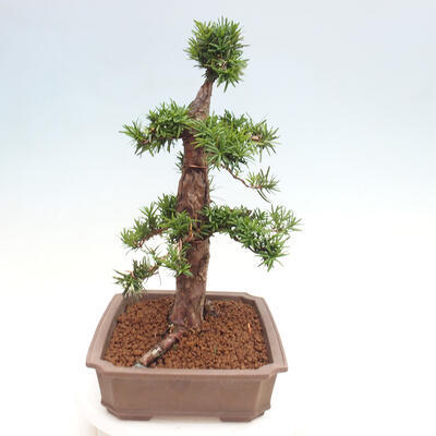 Vonkajší bonsai - Taxus cuspidata - Tis japonský - 2