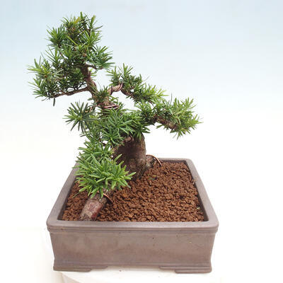 Vonkajší bonsai - Taxus cuspidata - Tis japonský - 2