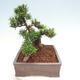 Vonkajší bonsai - Taxus cuspidata - Tis japonský - 2/6