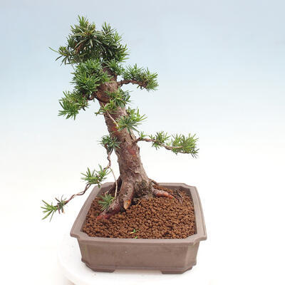 Vonkajší bonsai - Taxus cuspidata - Tis japonský - 2