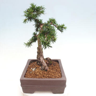 Vonkajší bonsai - Taxus cuspidata - Tis japonský - 2