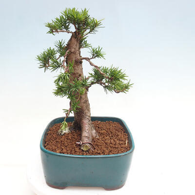 Vonkajší bonsai - Taxus cuspidata - Tis japonský - 2