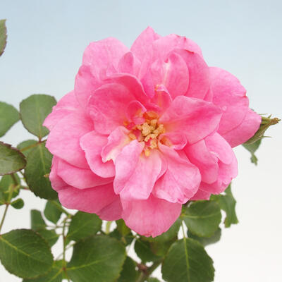 Vonkajší bonsai - Rosa sp. - malokvetá ruža - 2