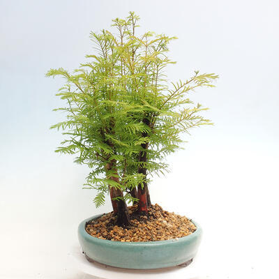 Vonkajšie bonsai - Metasequoia glyptostroboides - Metasekvoja čínska - 2
