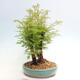 Vonkajšie bonsai - Metasequoia glyptostroboides - Metasekvoja čínska - 2/6