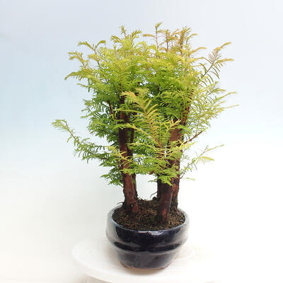 Vonkajšie bonsai - Metasequoia glyptostroboides - Metasekvoja čínska - 2