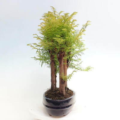 Vonkajšie bonsai - Metasequoia glyptostroboides - Metasekvoja čínska - 2