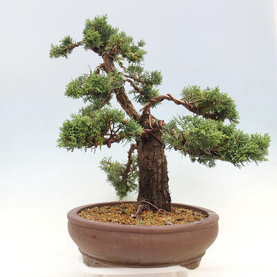 Vonkajšie bonsai - Juniperus chinensis Kishu -Jalovec čínsky - 2