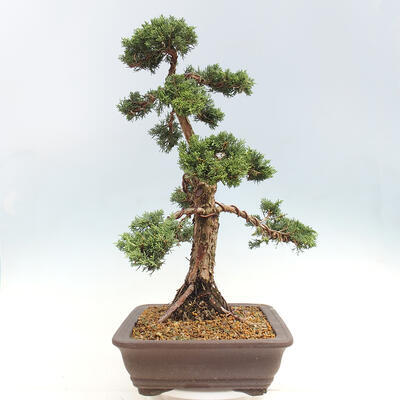 Vonkajšie bonsai - Juniperus chinensis Kishu -Jalovec čínsky - 2