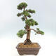 Vonkajšie bonsai - Juniperus chinensis Kishu -Jalovec čínsky - 2/5