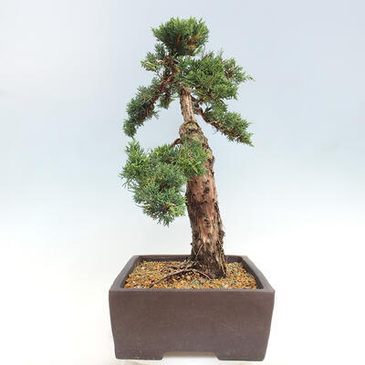 Vonkajšie bonsai - Juniperus chinensis Kishu -Jalovec čínsky - 2