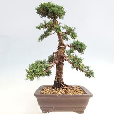 Vonkajšie bonsai - Juniperus chinensis Kishu -Jalovec čínsky - 2