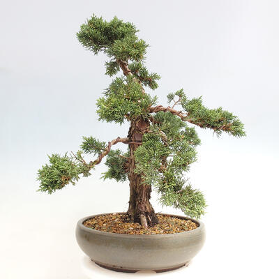 Vonkajšie bonsai - Juniperus chinensis Kishu -Jalovec čínsky - 2