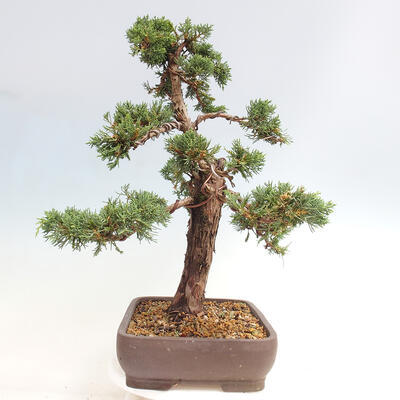 Vonkajšie bonsai - Juniperus chinensis Kishu -Jalovec čínsky - 2