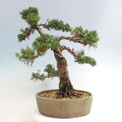 Vonkajšie bonsai - Juniperus chinensis Kishu -Jalovec čínsky - 2