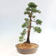 Vonkajšie bonsai - Juniperus chinensis Kishu -Jalovec čínsky - 2/4