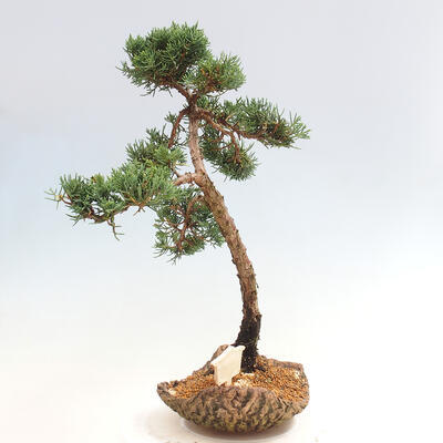 Vonkajšie bonsai - Juniperus chinensis Kishu -Jalovec čínsky - 2