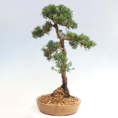 Vonkajšie bonsai - Juniperus chinensis Kishu -Jalovec čínsky - 2