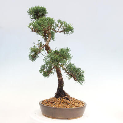 Vonkajšie bonsai - Juniperus chinensis Kishu -Jalovec čínsky - 2